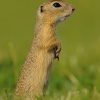 Sysel obecny - Spermophilus citellus - European ground squirrel 5195